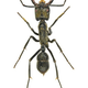 Illustration for article titled Weekend Nightmare Fuel: The Biggest Crawling Animals on Earth